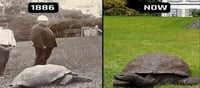 From 1832 to Today: The World’s Oldest Tortoise